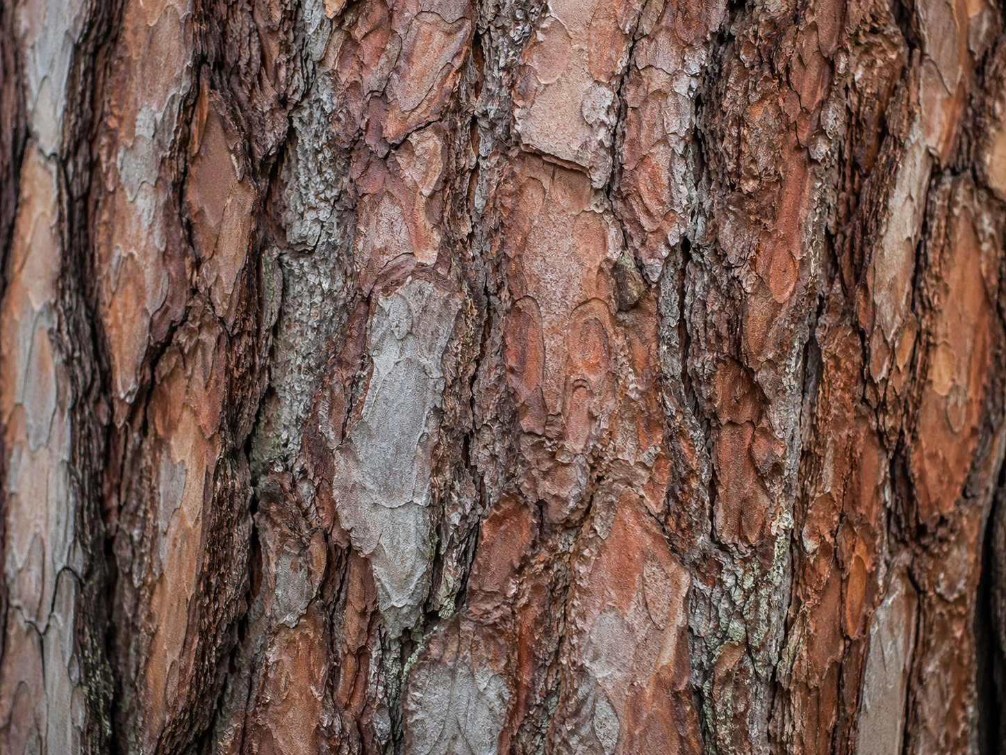 Ultrasonic tree diagnostics